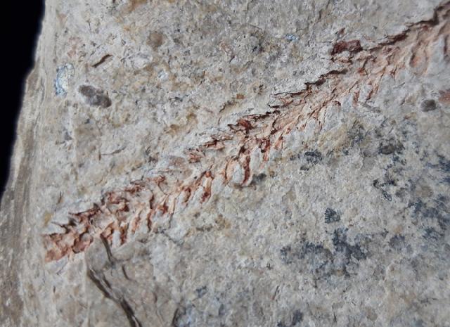 Lepidodendron sp. STERNBERG 1820 - Bild © FossNet FossilienStore